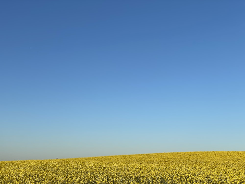 a field of yellow flowers