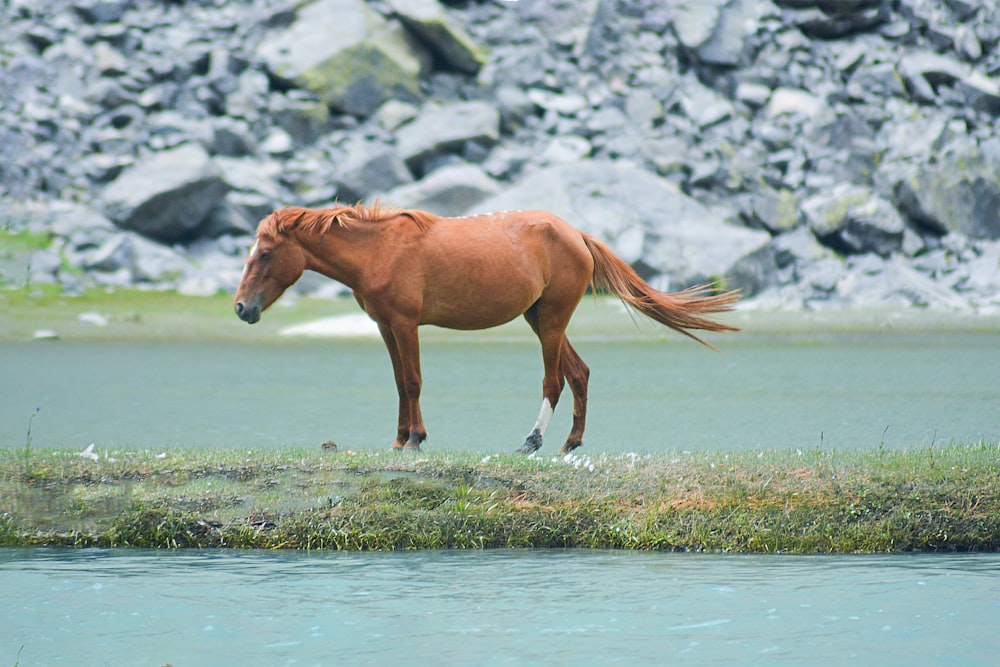 a horse standing in the water