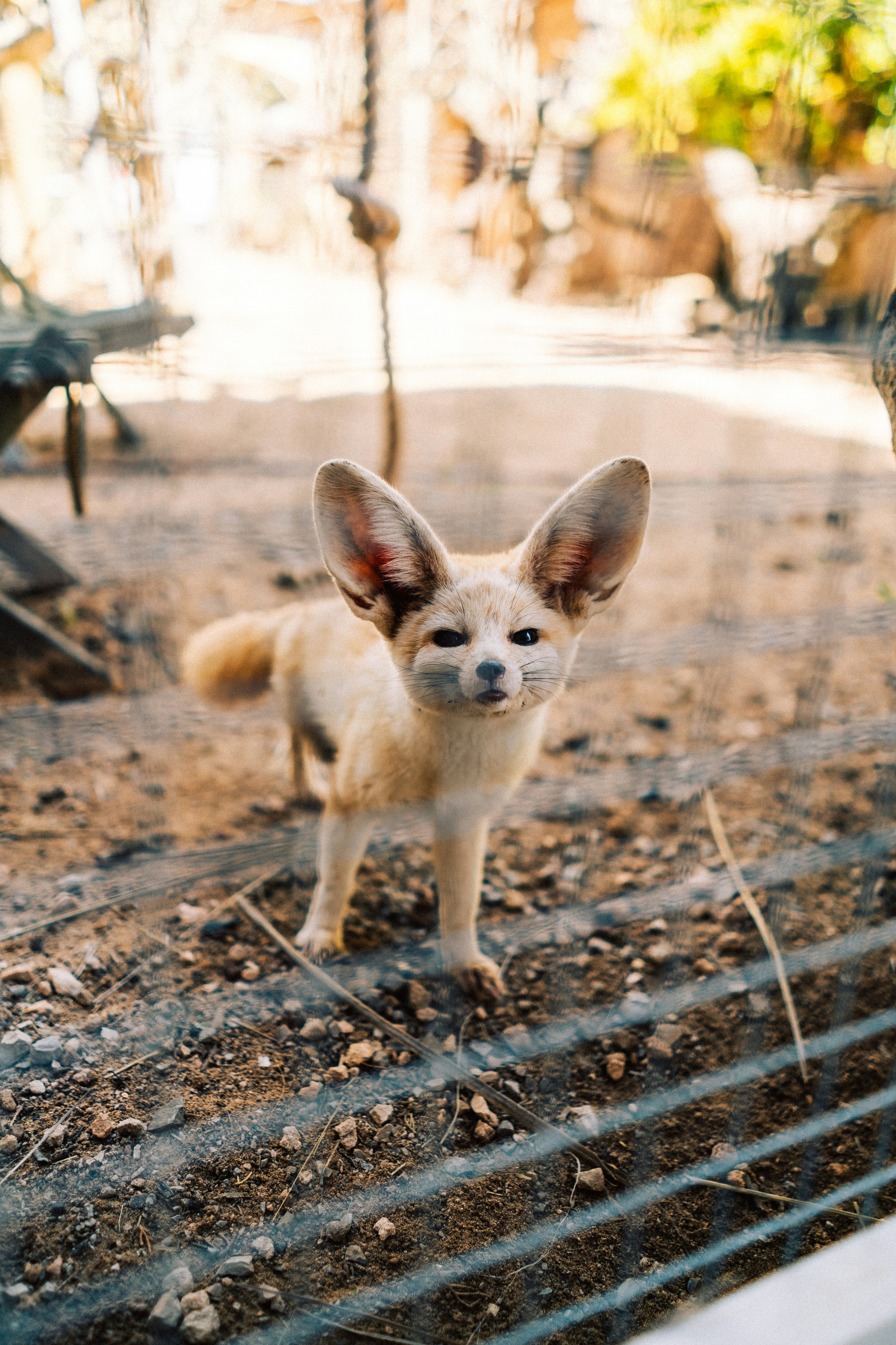 Fennec Fox Pictures | Download Free Images on Unsplash, image size:3000x4500