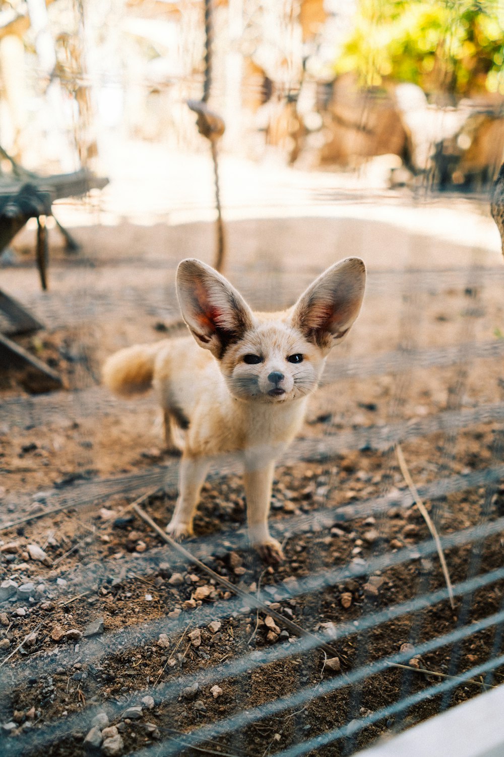 a small white and brown dog