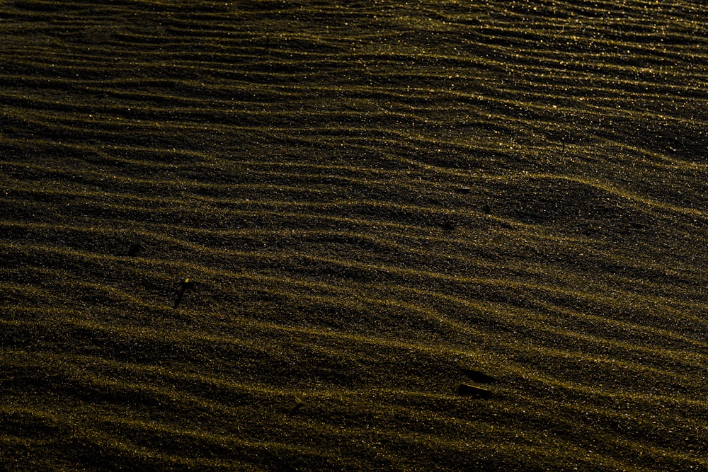 a bird walking on a field