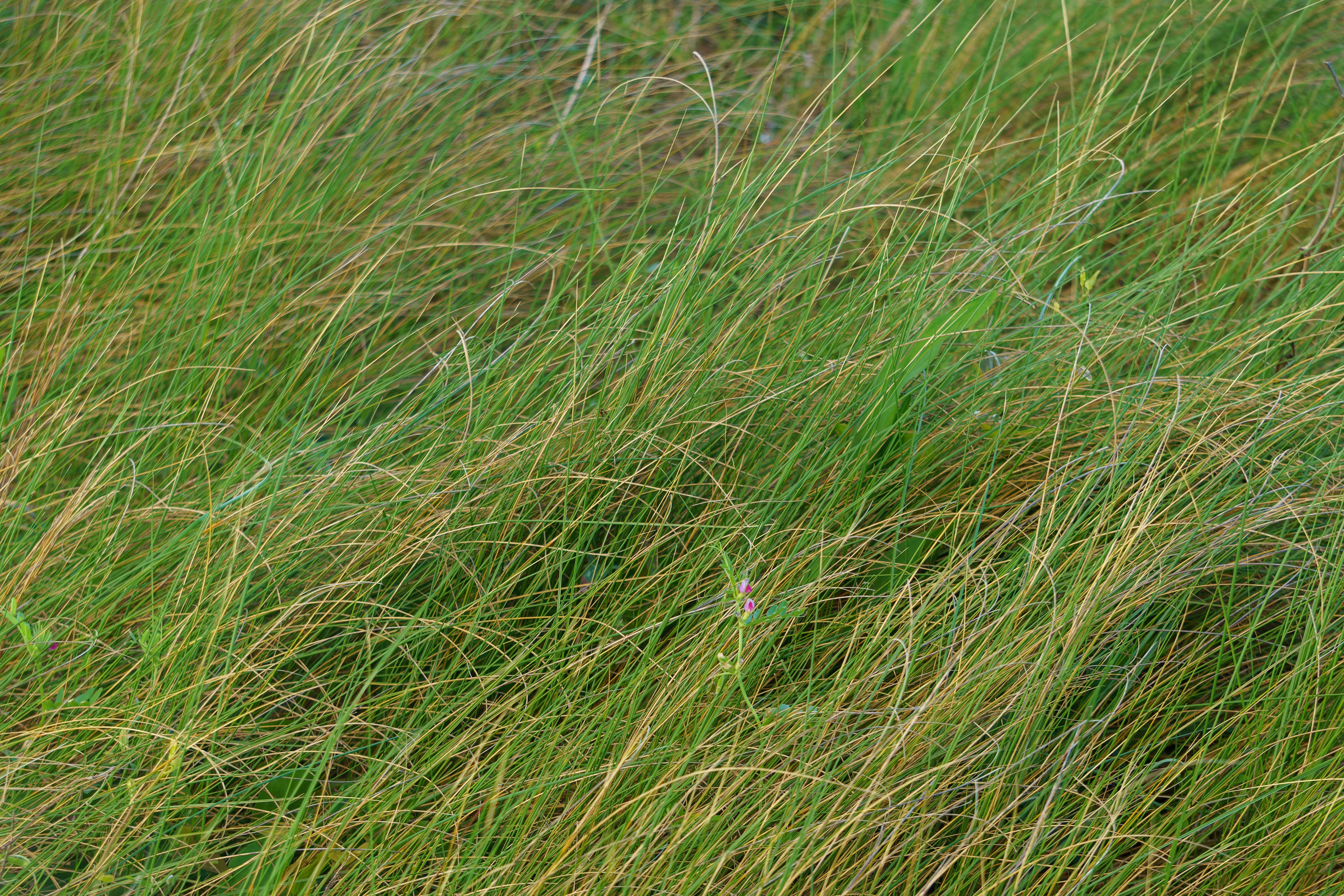 Photo by clayleconey