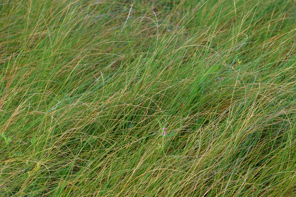 a flower in a field of tall grass