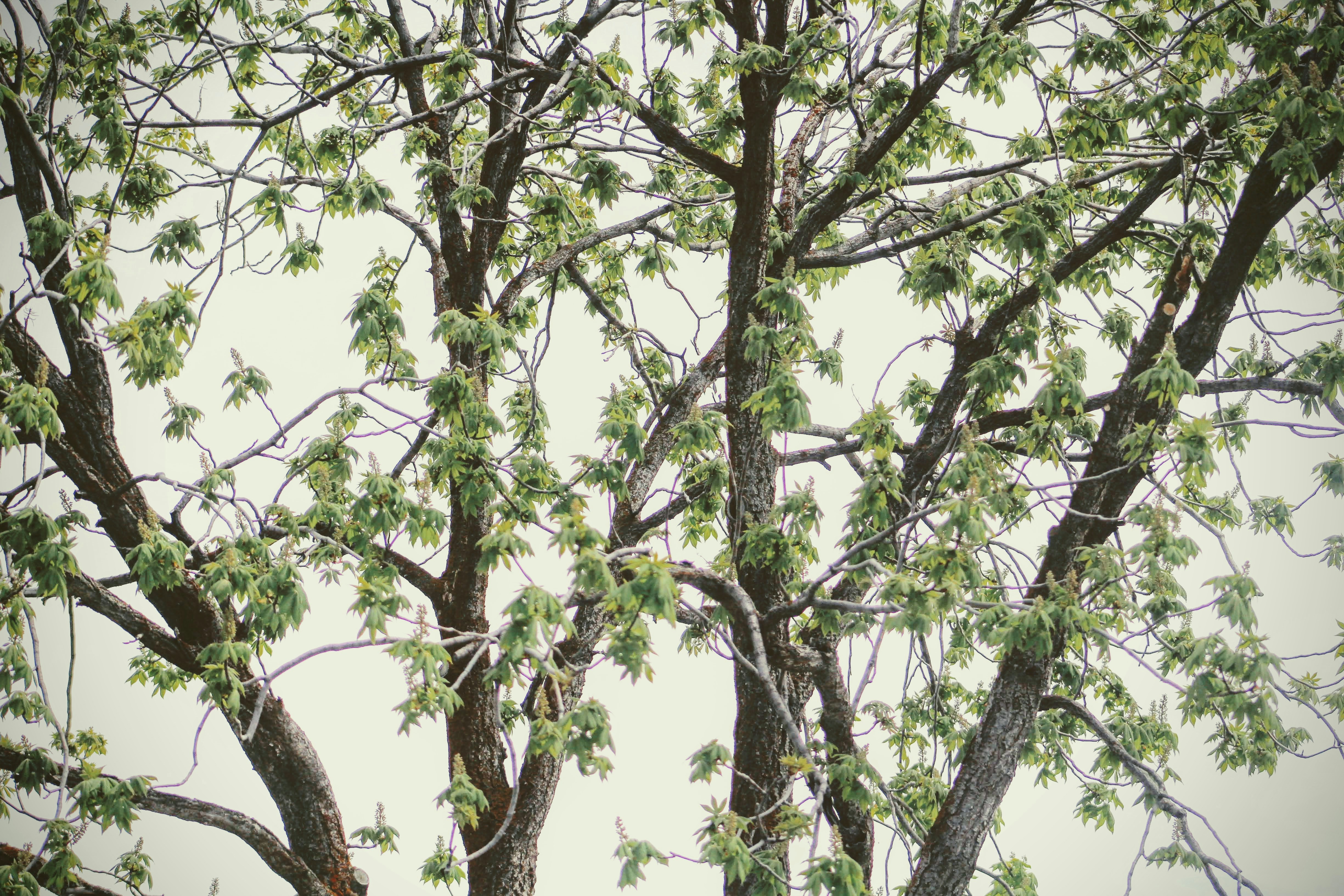 Photo by joshua_hoehne