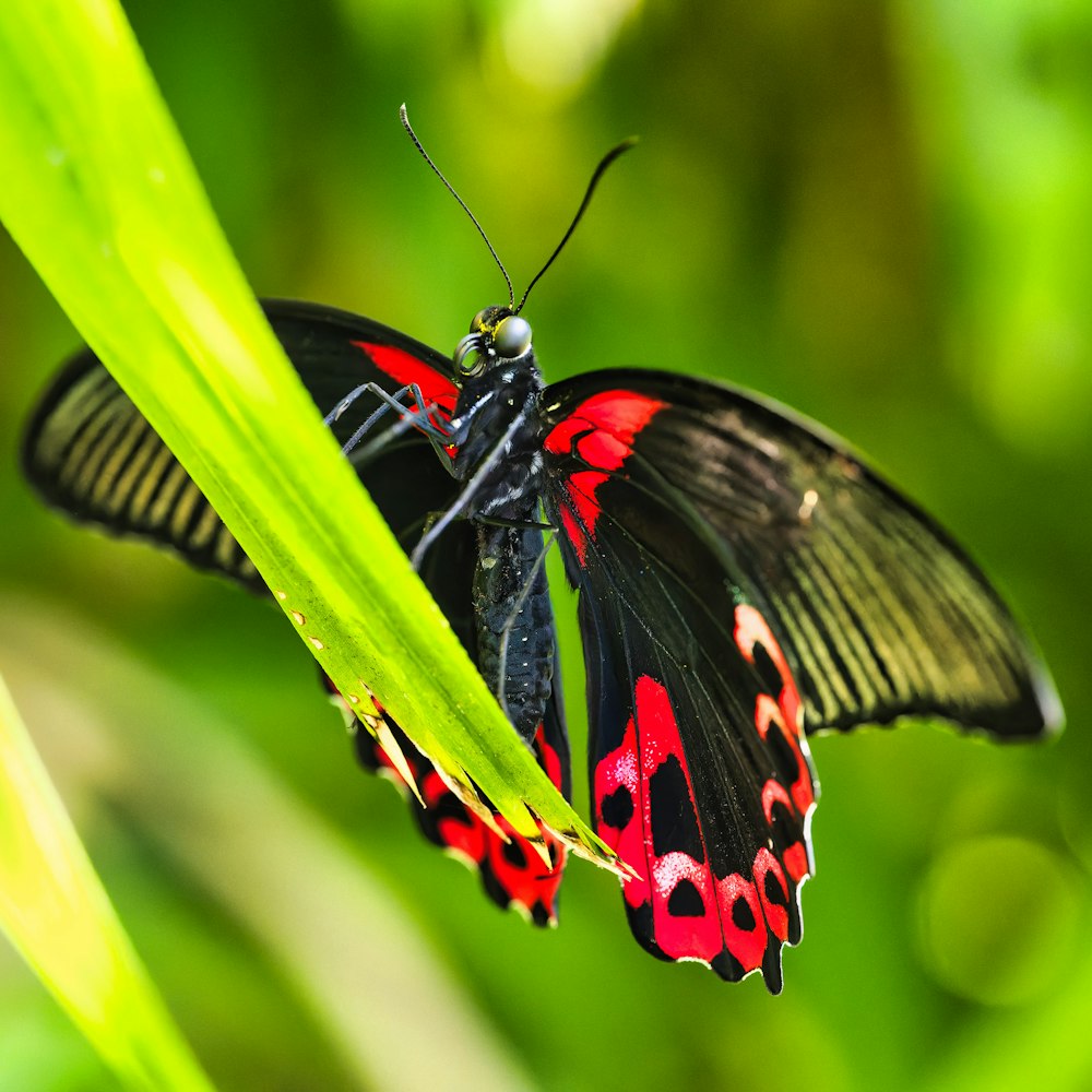 a butterfly on a leaf