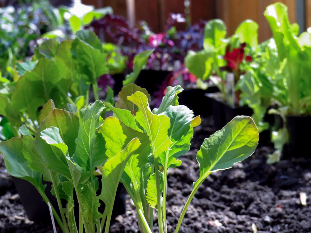 Un primer plano de algunas plantas