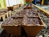 Small biodegradable seed trays filled with soil are placed in rows on the ground, ready for planting. The trays are surrounded by gravel or dirt, with some wooden or metal dividers visible, suggesting a gardening or agricultural setting.