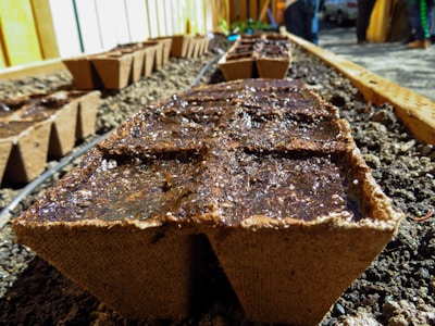 Small biodegradable seed trays filled with soil are placed in rows on the ground, ready for planting. The trays are surrounded by gravel or dirt, with some wooden or metal dividers visible, suggesting a gardening or agricultural setting.