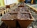 Small biodegradable seed trays filled with soil are placed in rows on the ground, ready for planting. The trays are surrounded by gravel or dirt, with some wooden or metal dividers visible, suggesting a gardening or agricultural setting.