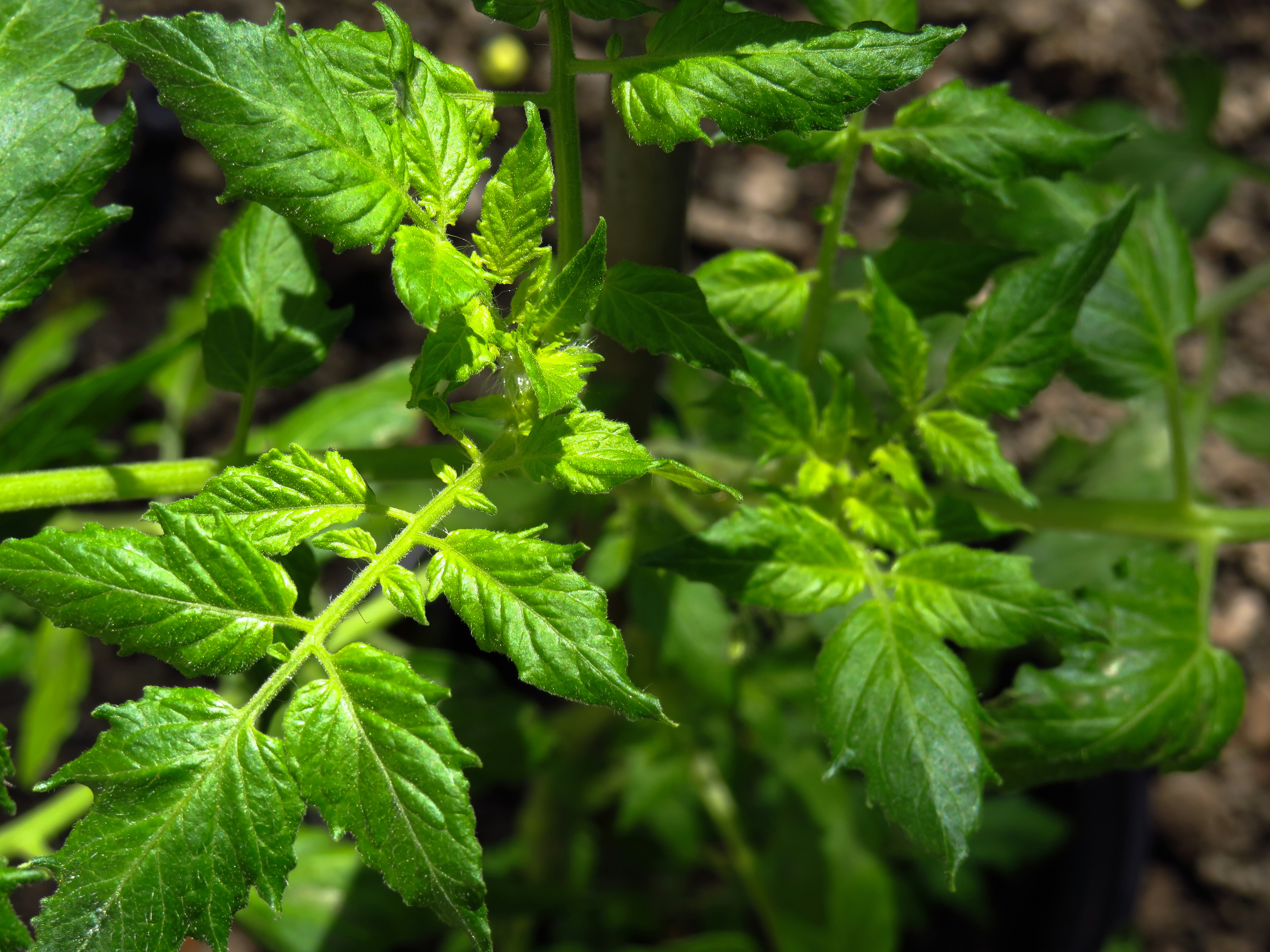 Close-up of yellowing leaves on tomato plants