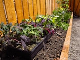 a garden with plants