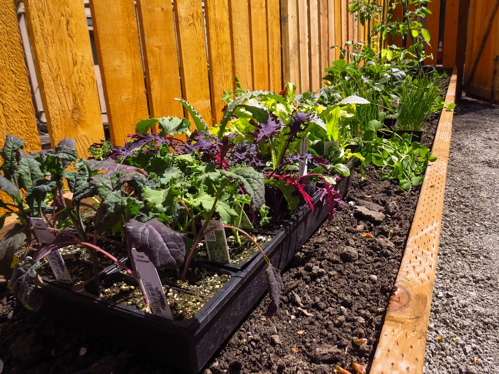 un giardino con piante