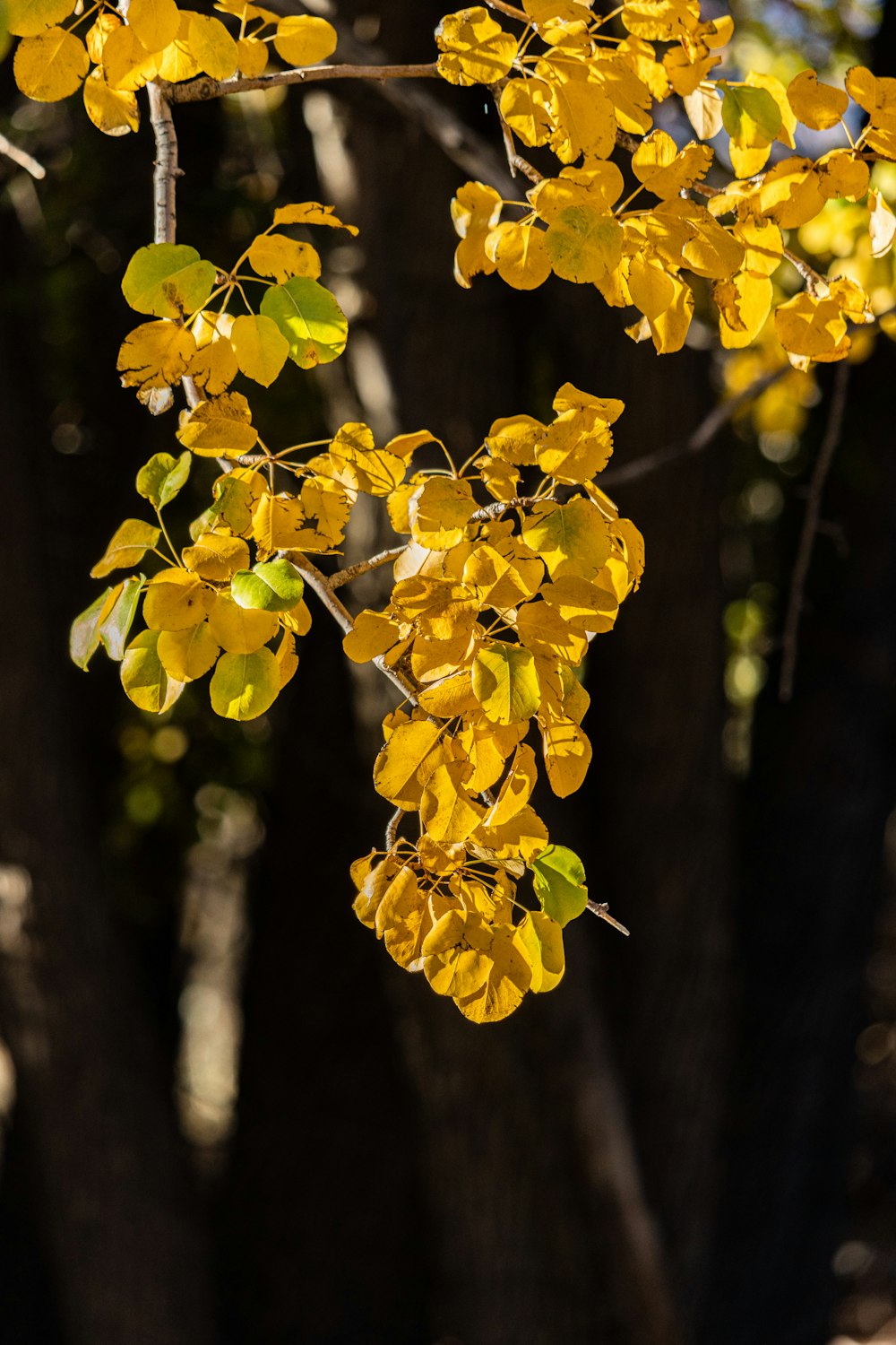 a tree with yellow flowers