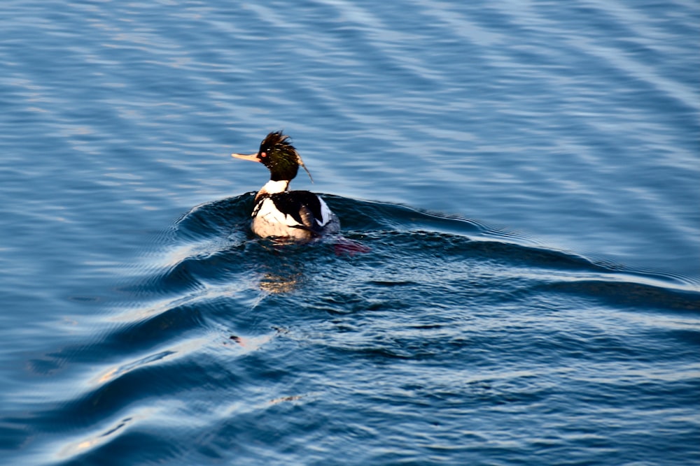 a duck swimming in water