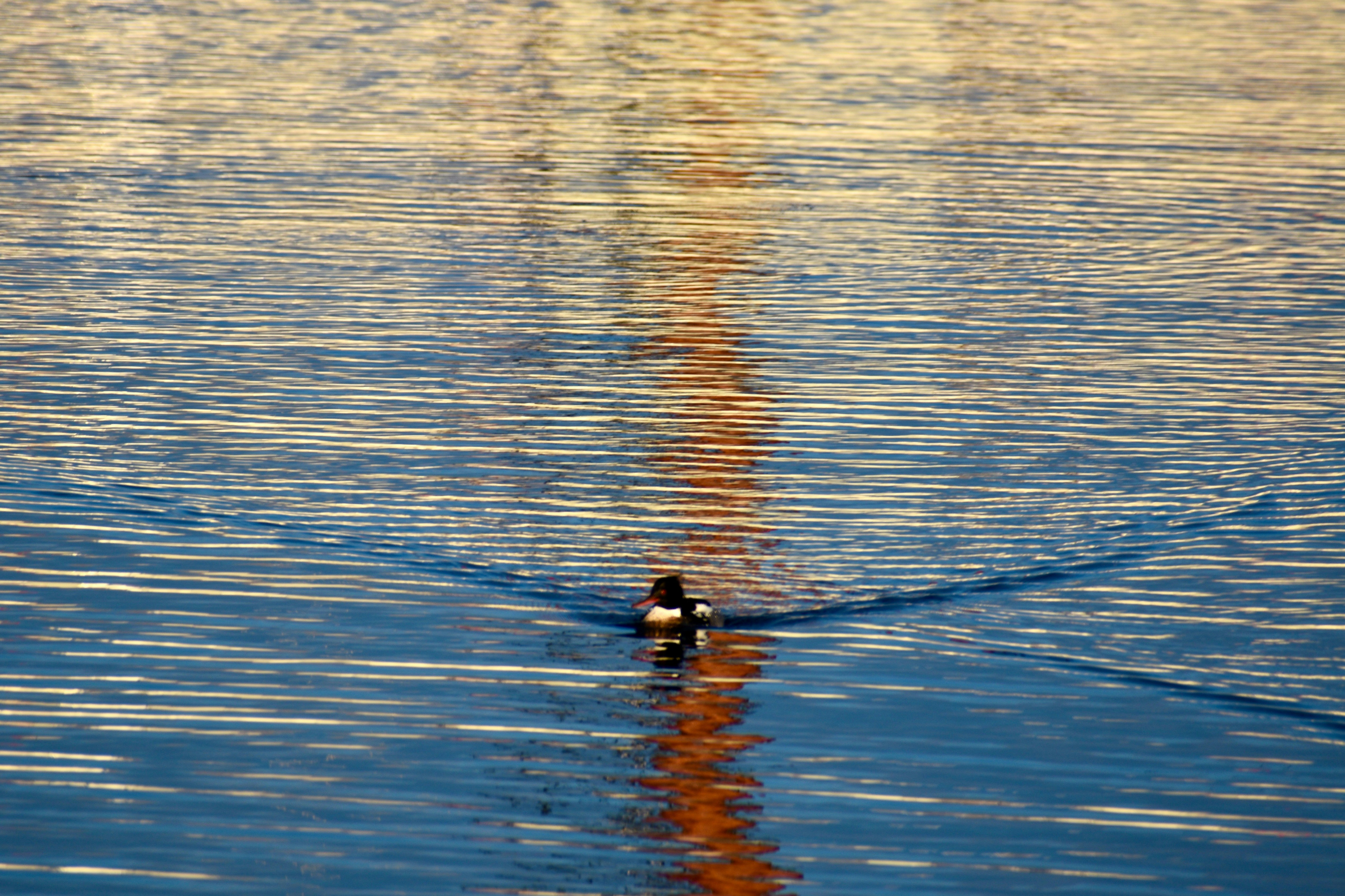 Photo by kellybrookme