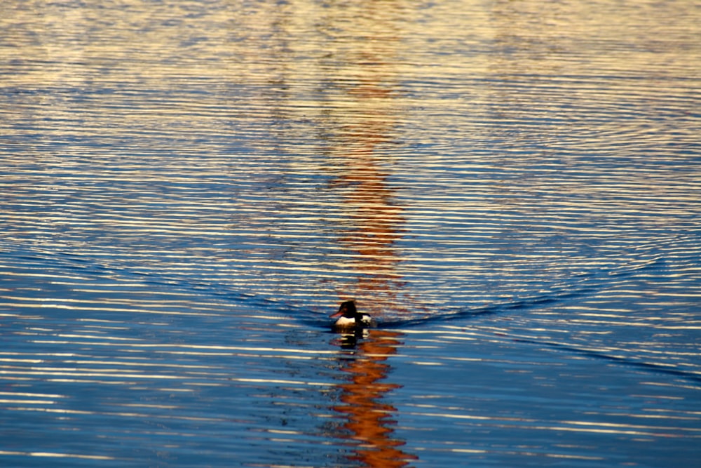 a duck swimming in the water