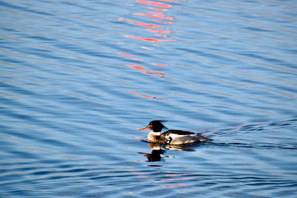 a duck swimming in water