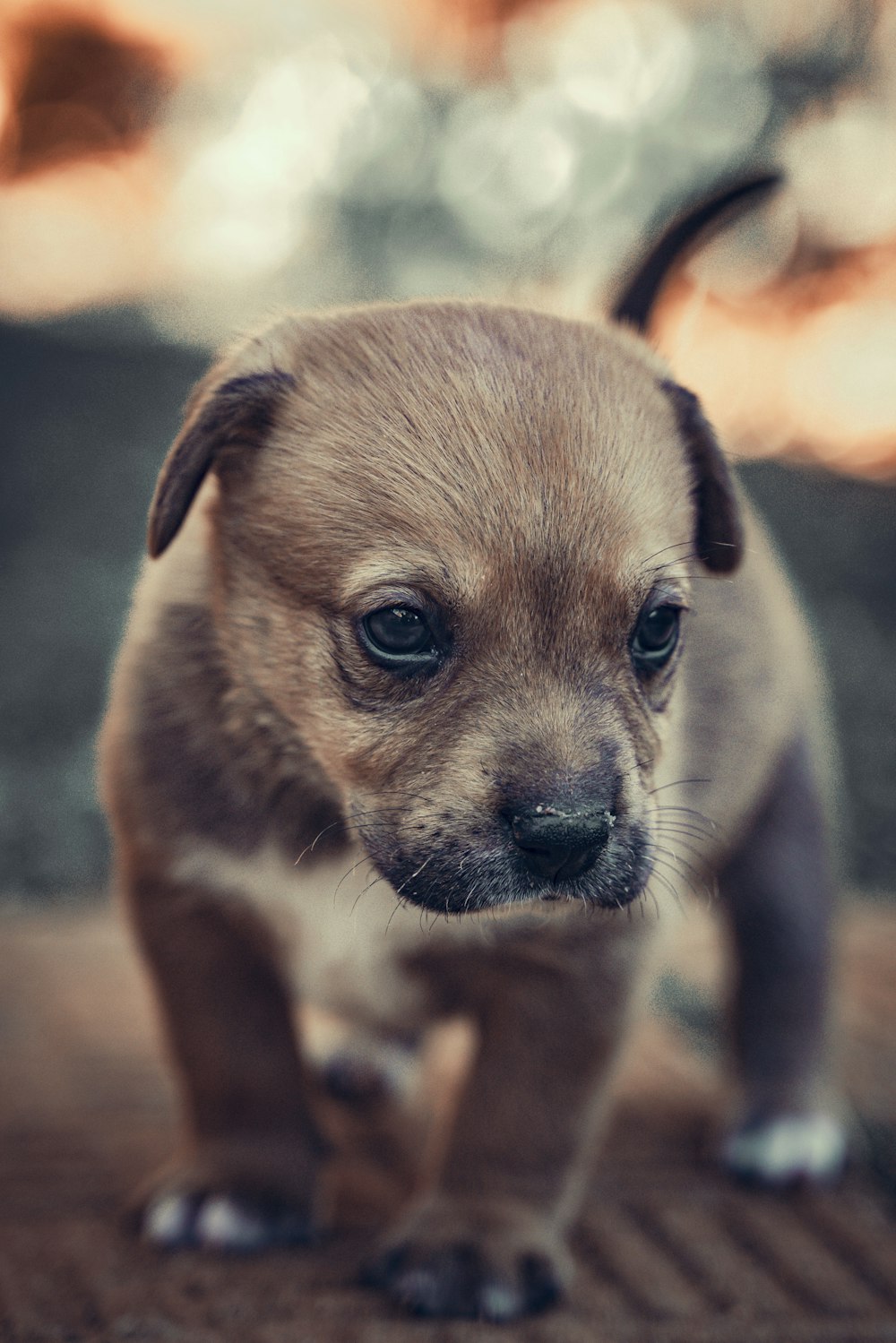 a puppy standing on a wood floor