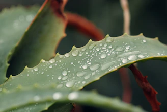 a close up of a leaf