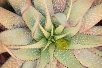 a close up of a plant