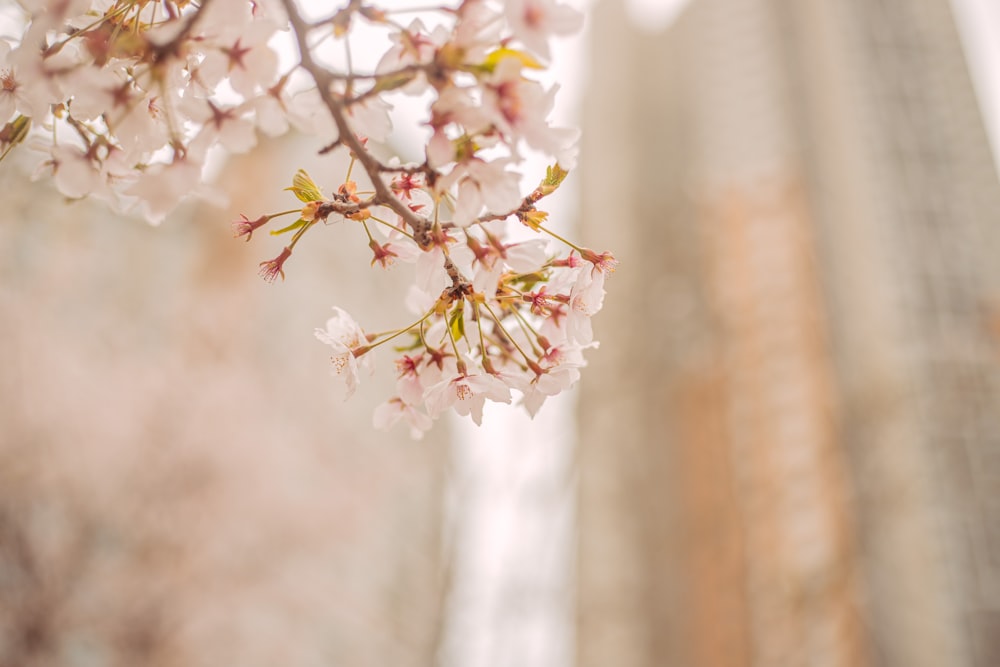 a close up of a tree branch