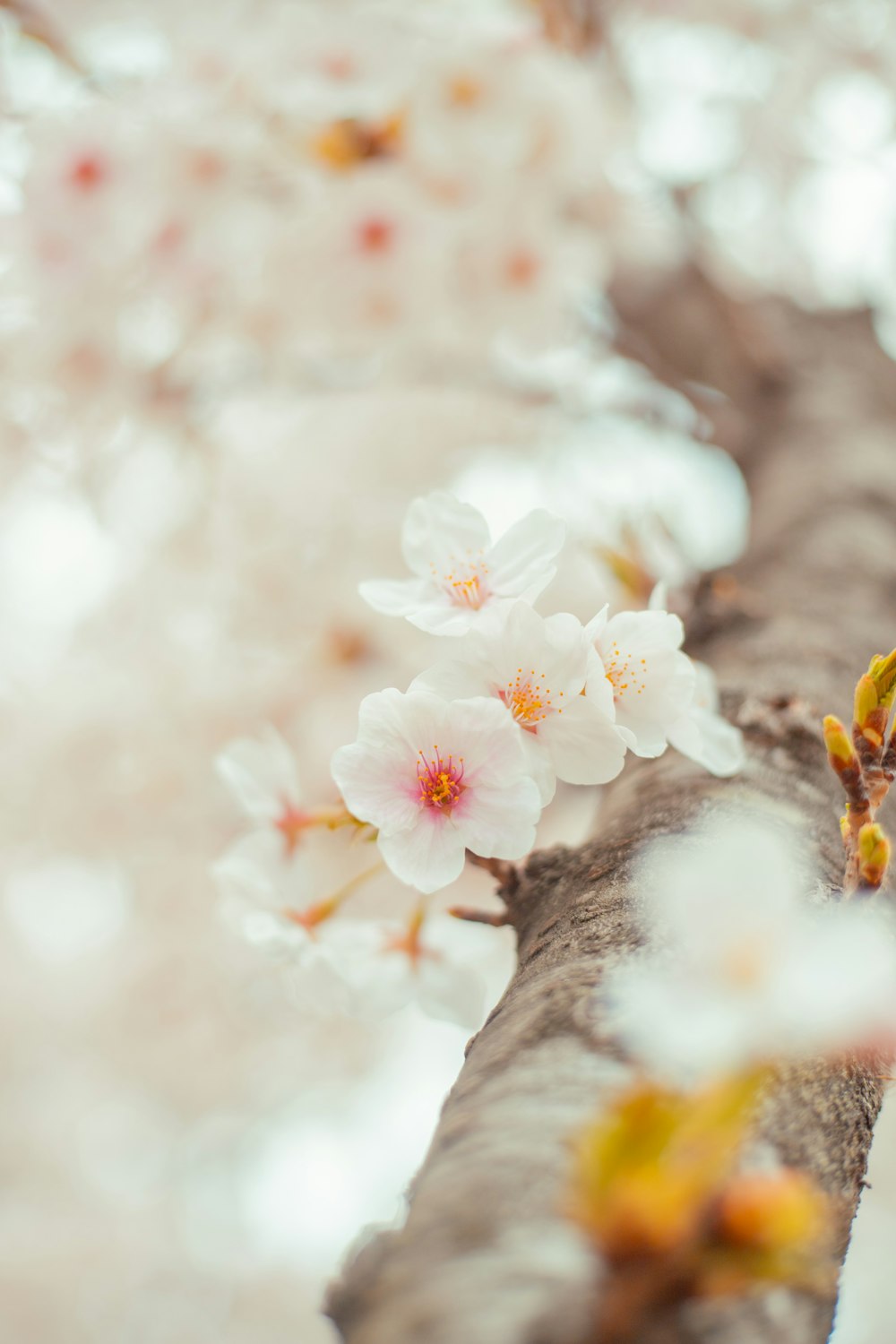 a close up of white flowers