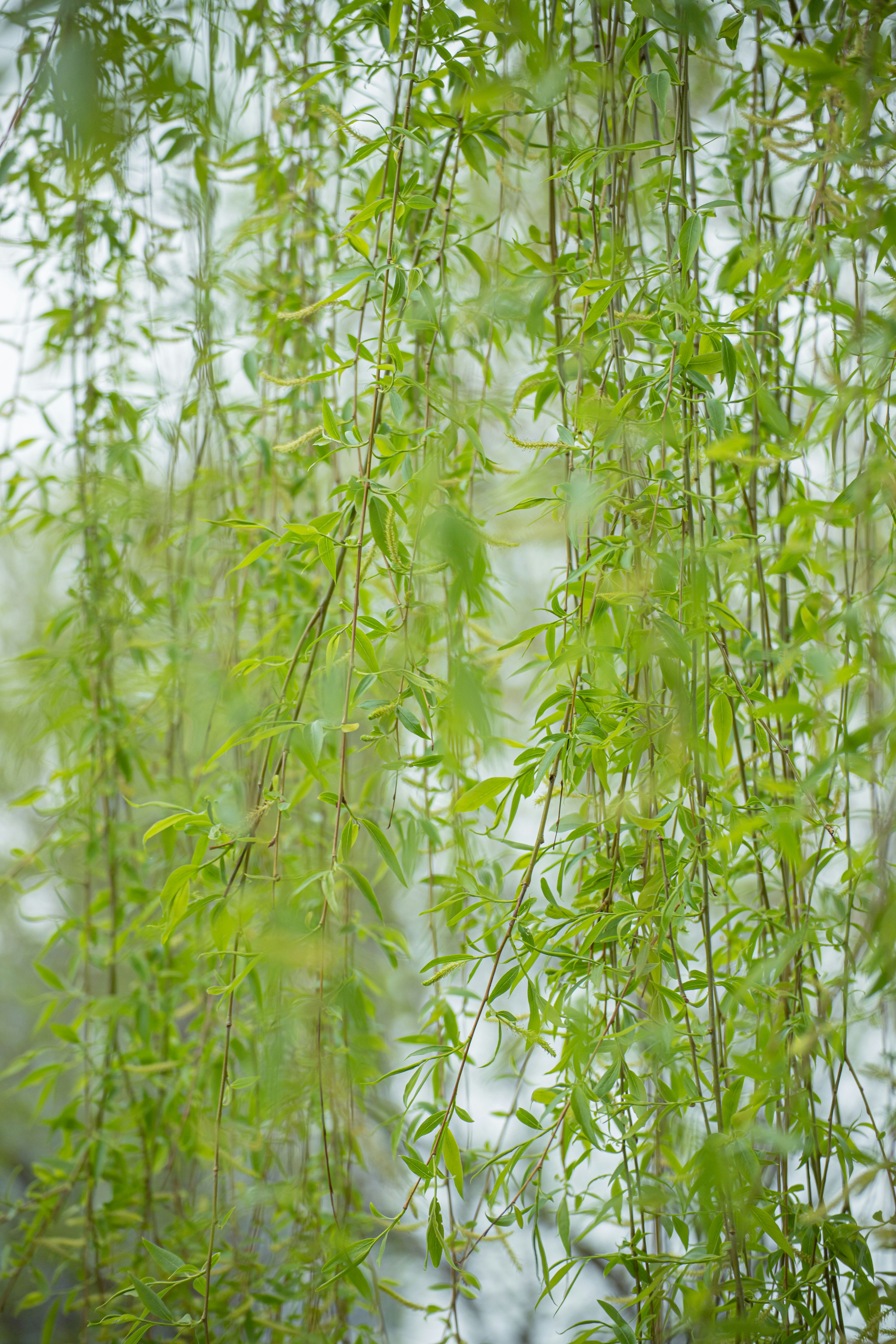 A close up of a plant photo – Free South korea Image on Unsplash