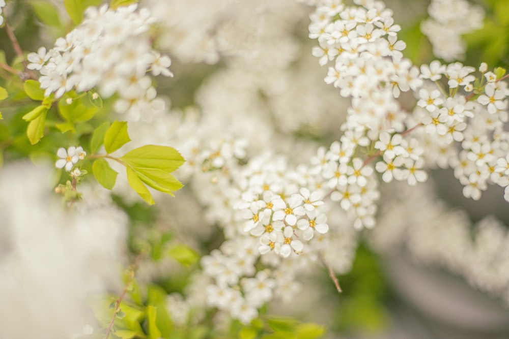 a close up of white flowers