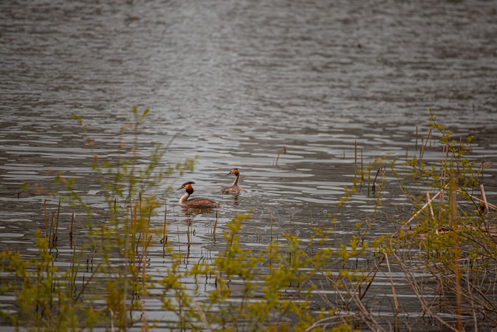 dois patos nadando em um lago