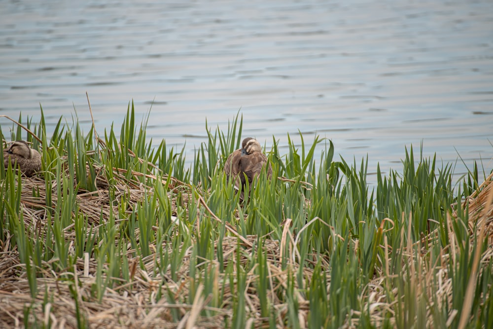 birds in tall grass