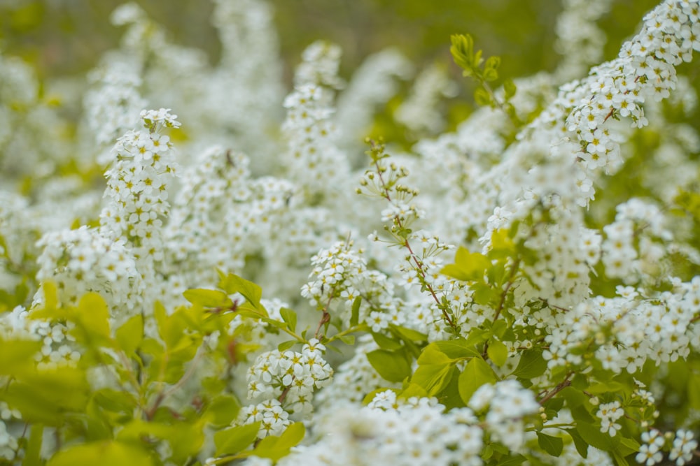 a close up of white flowers