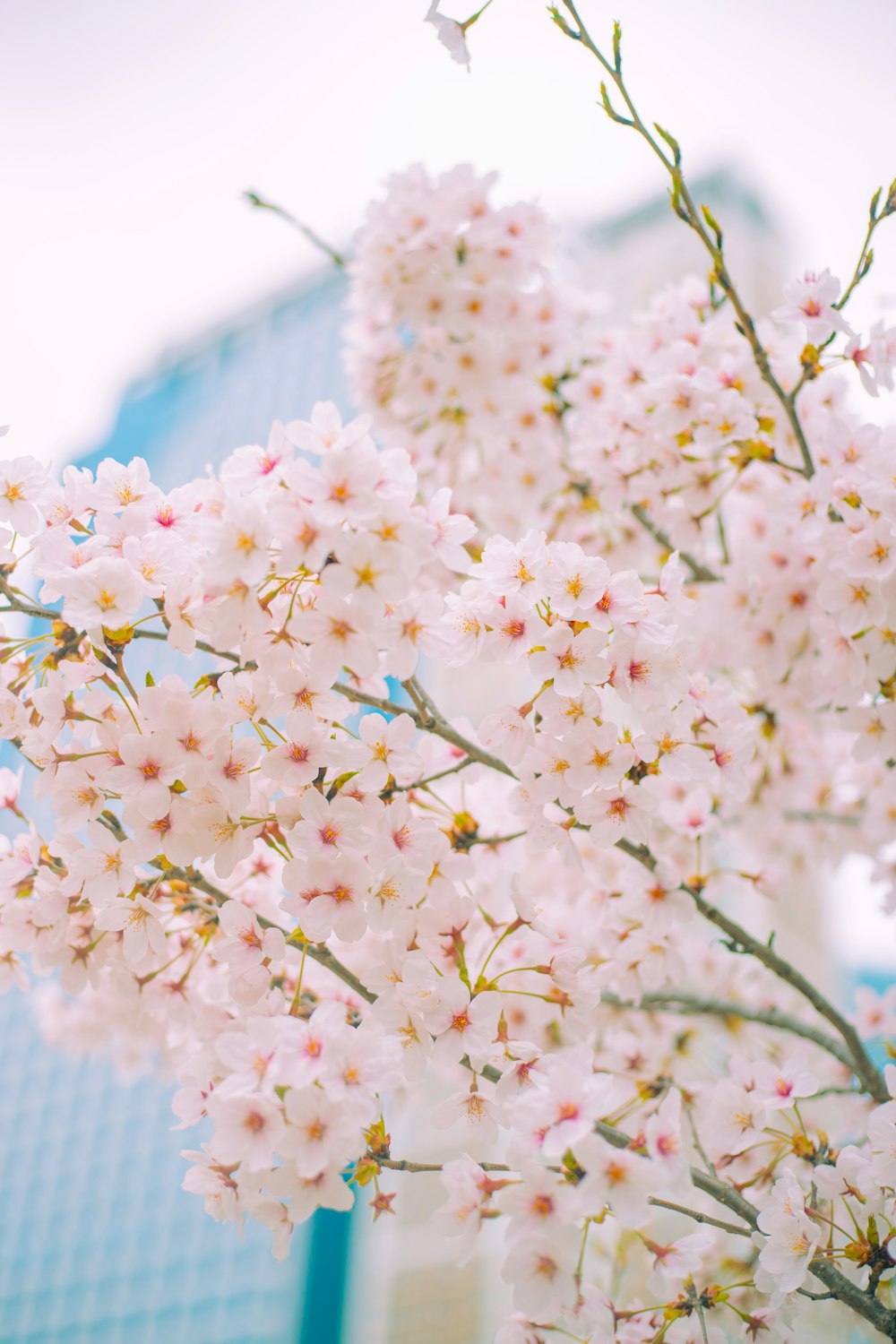 a close up of a flower