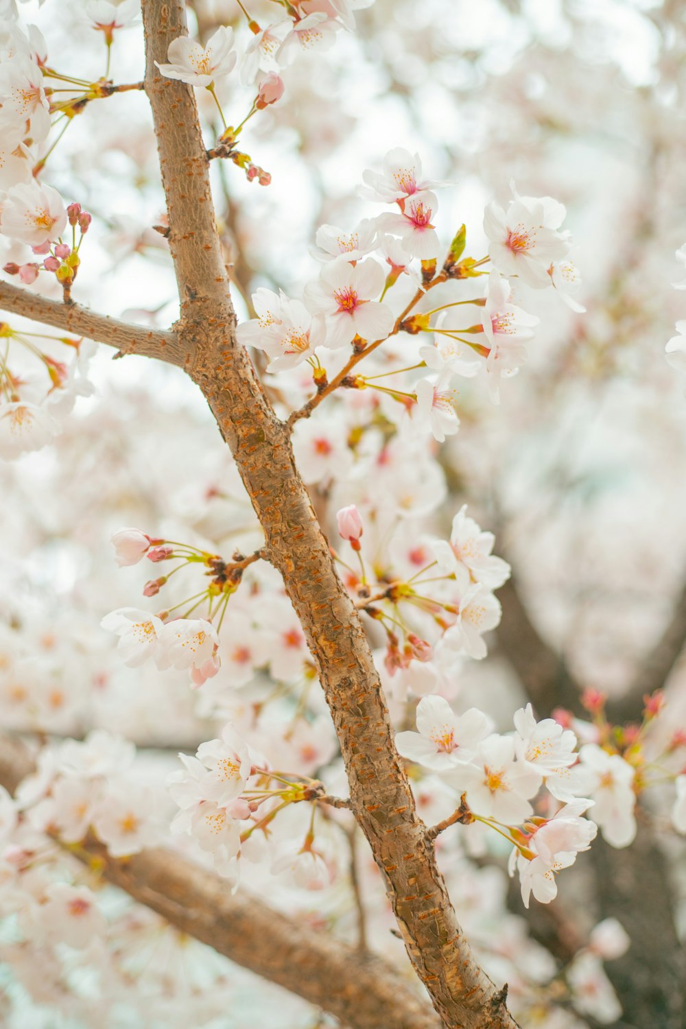 a tree with white flowers