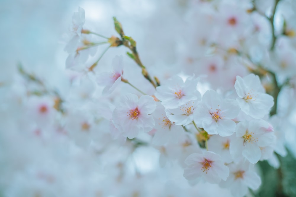 a close up of flowers