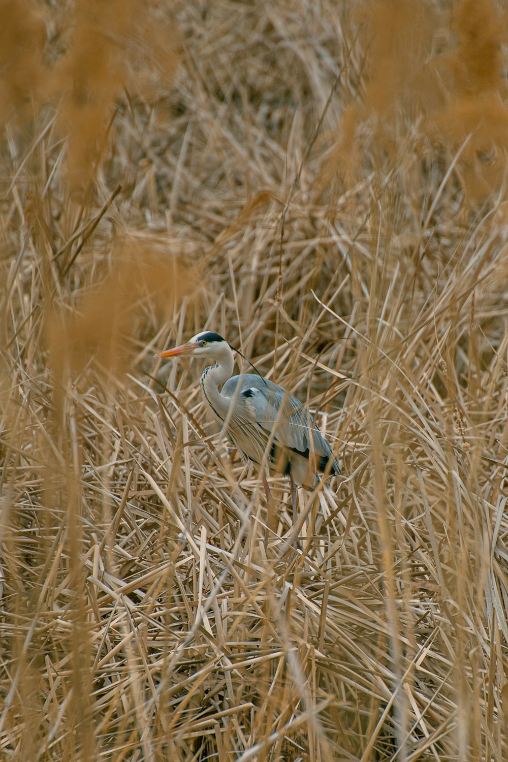 birds standing in tall grass