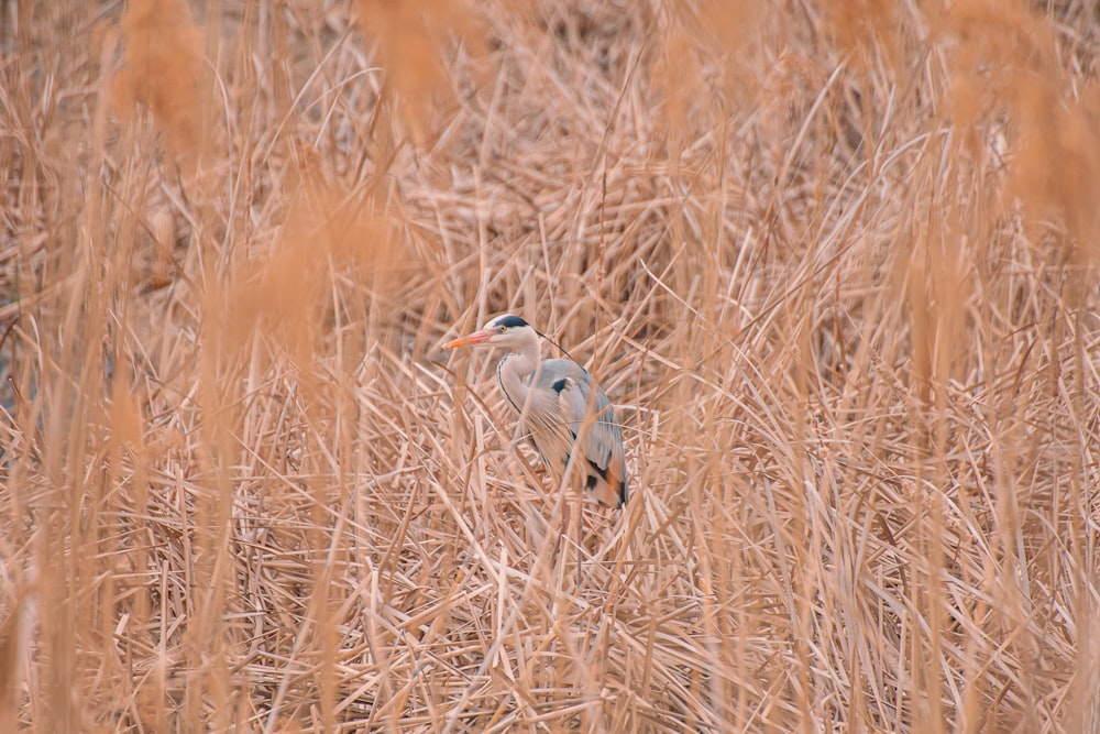 um pássaro em pé em um campo de grama alta