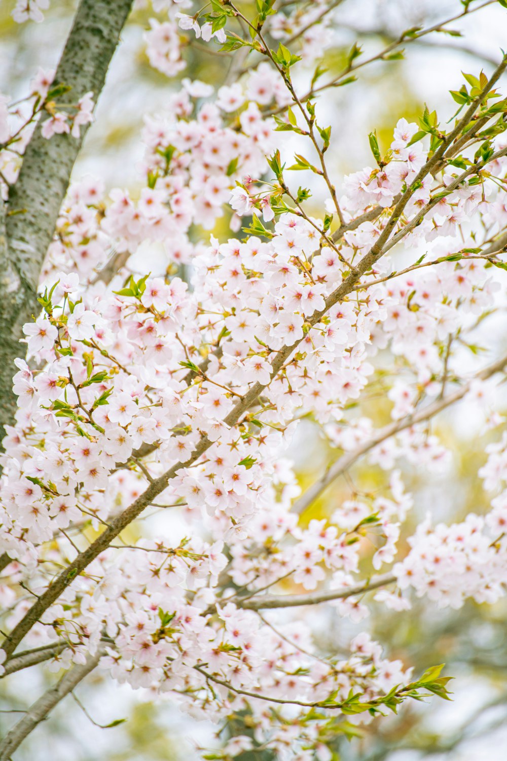 a tree with white flowers