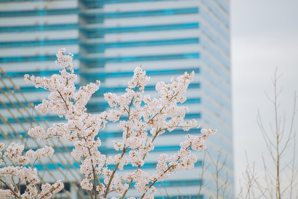 a tree with white flowers