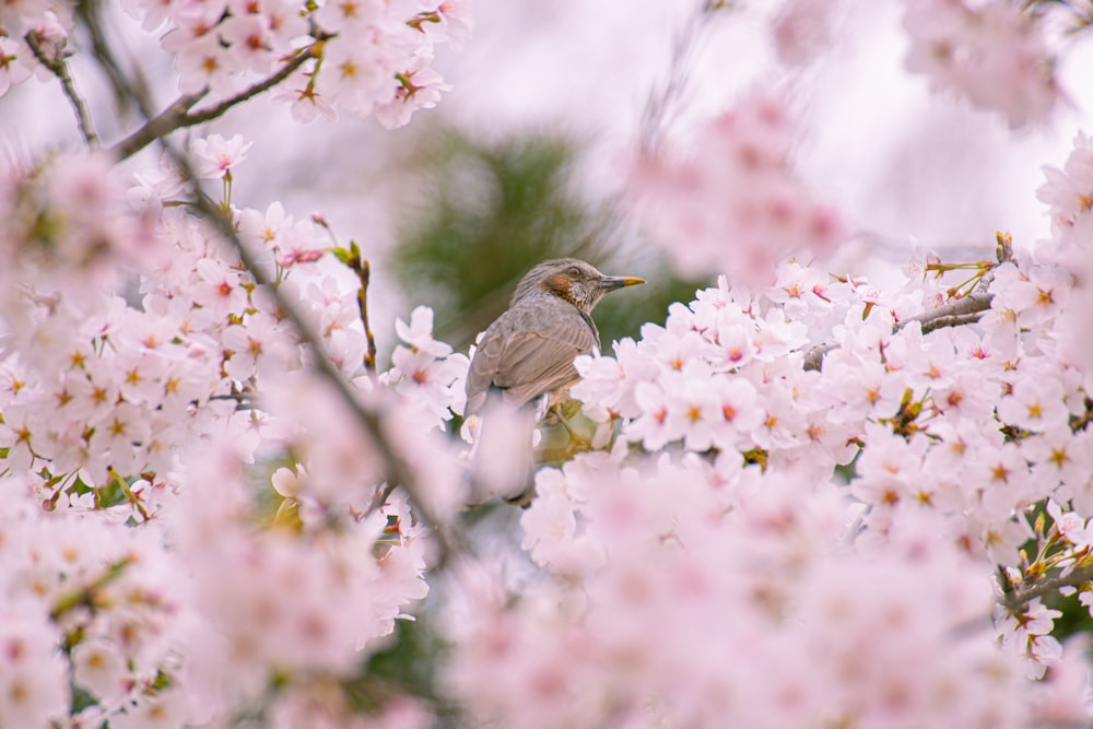 Ein Vogel sitzt auf einem Ast