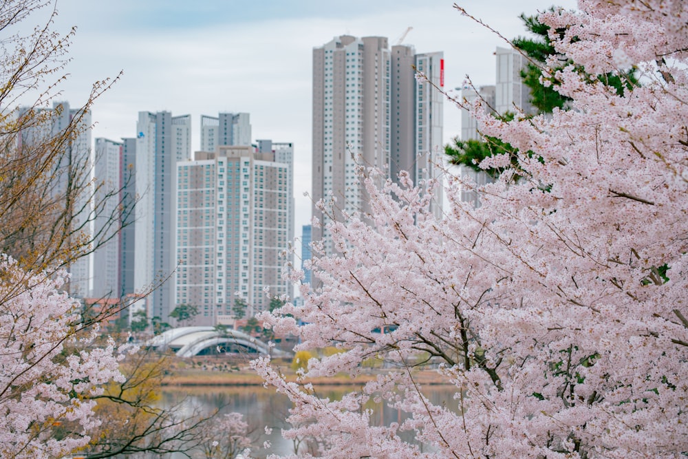 a group of trees with pink blossoms in front of a city