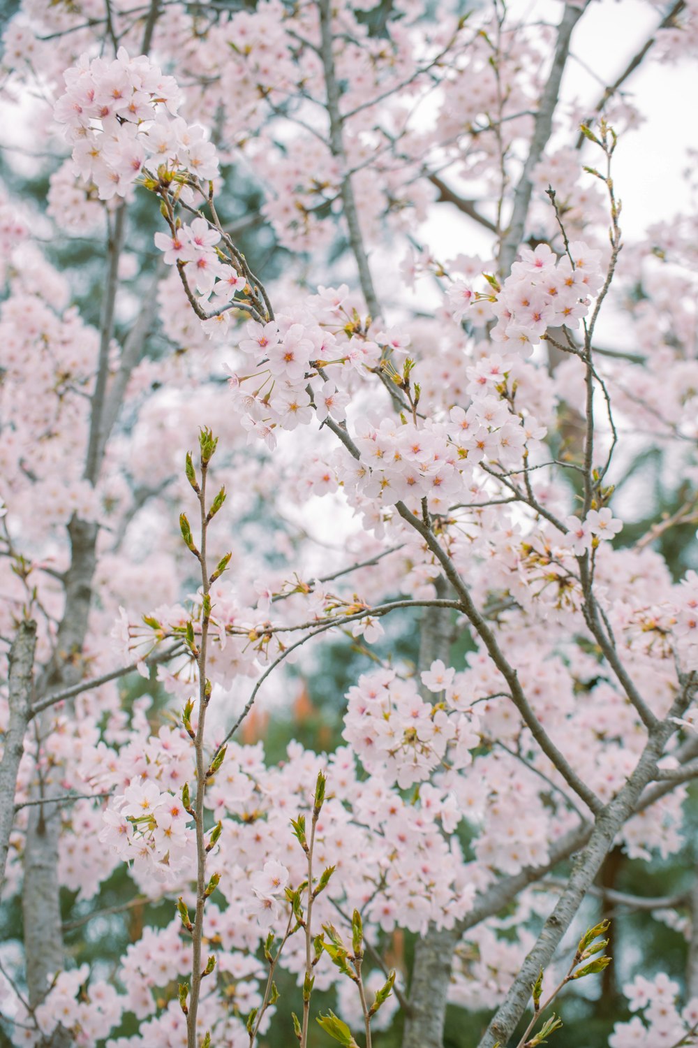 a group of trees with pink flowers