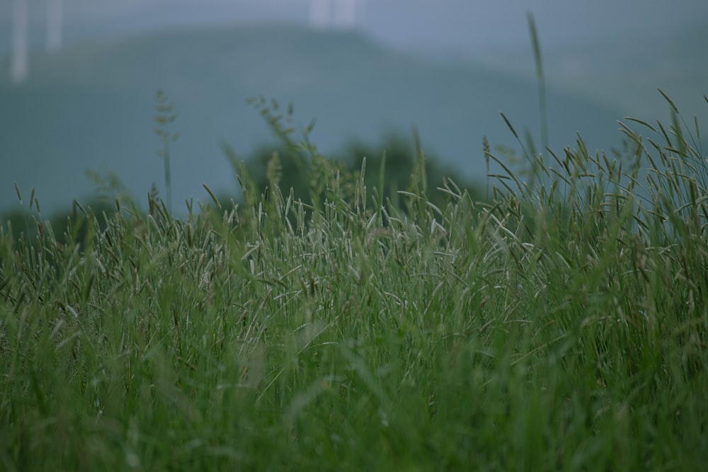 a close-up of some grass