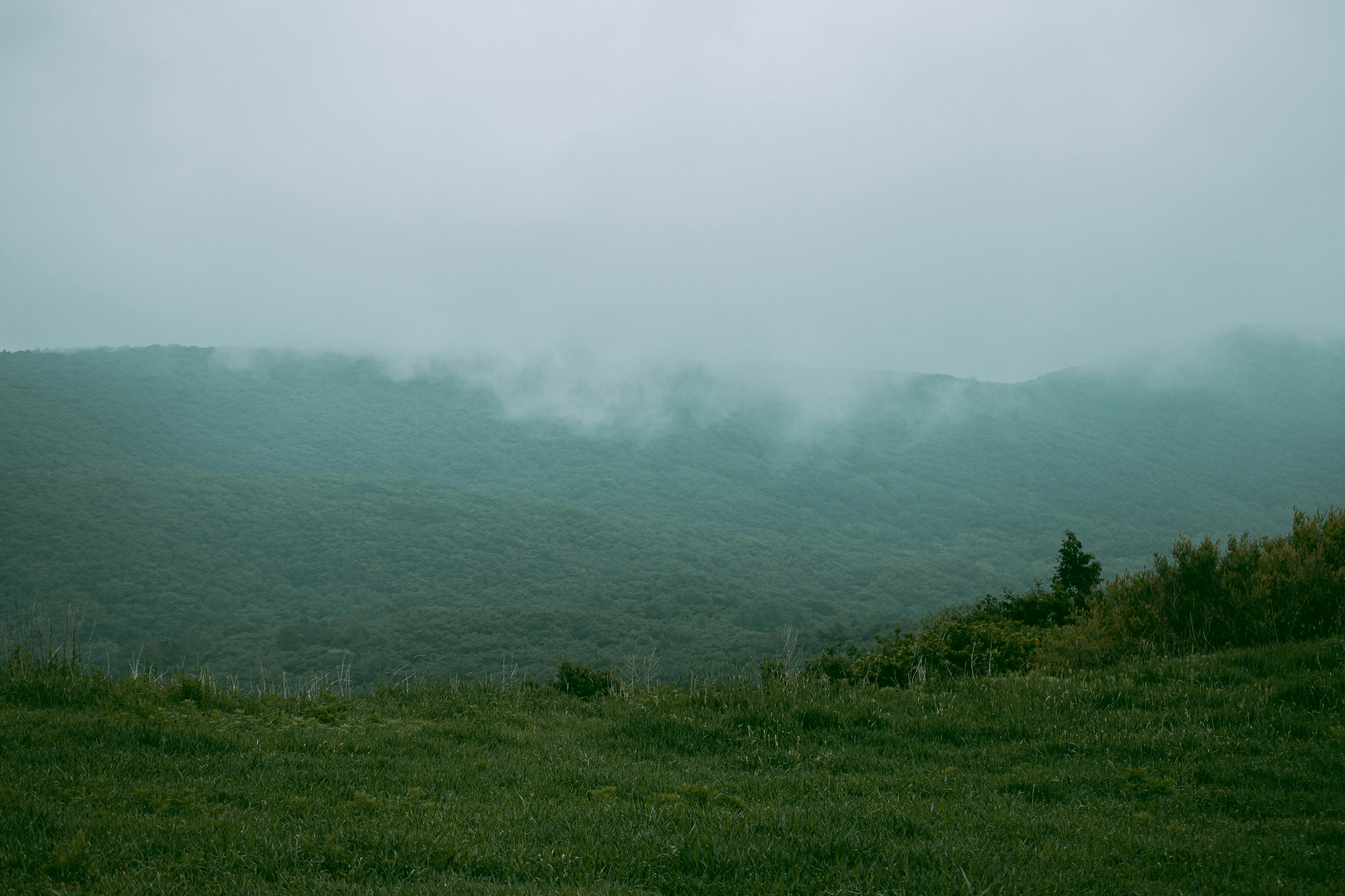 a grassy hill with trees and fog, 