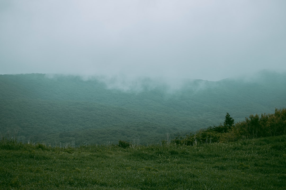 a grassy hill with trees and fog,