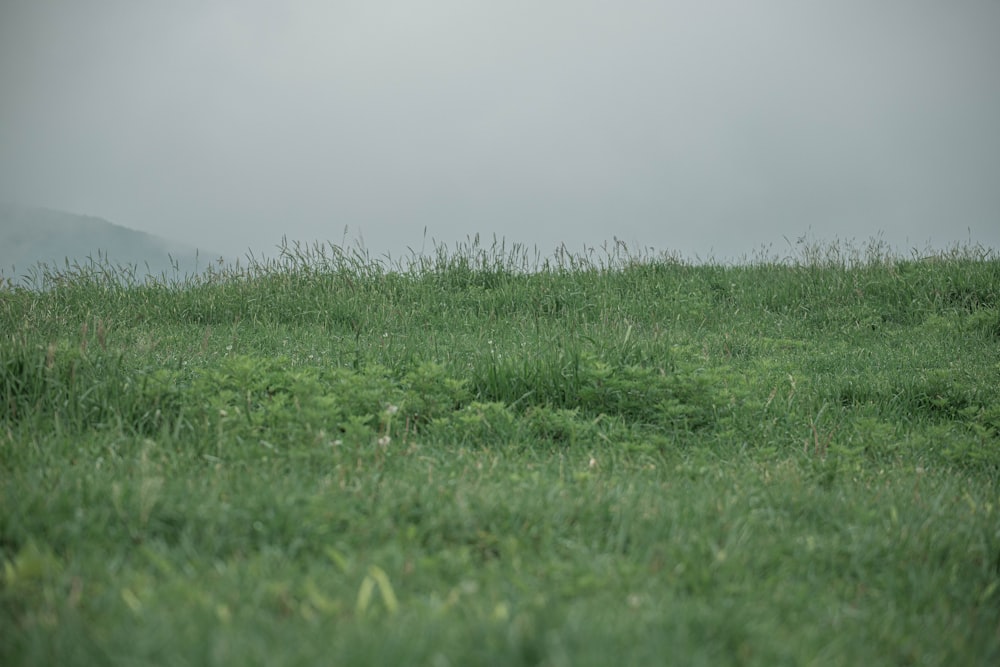 a field of grass