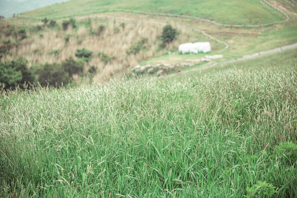 a grassy field with a white building in the distance