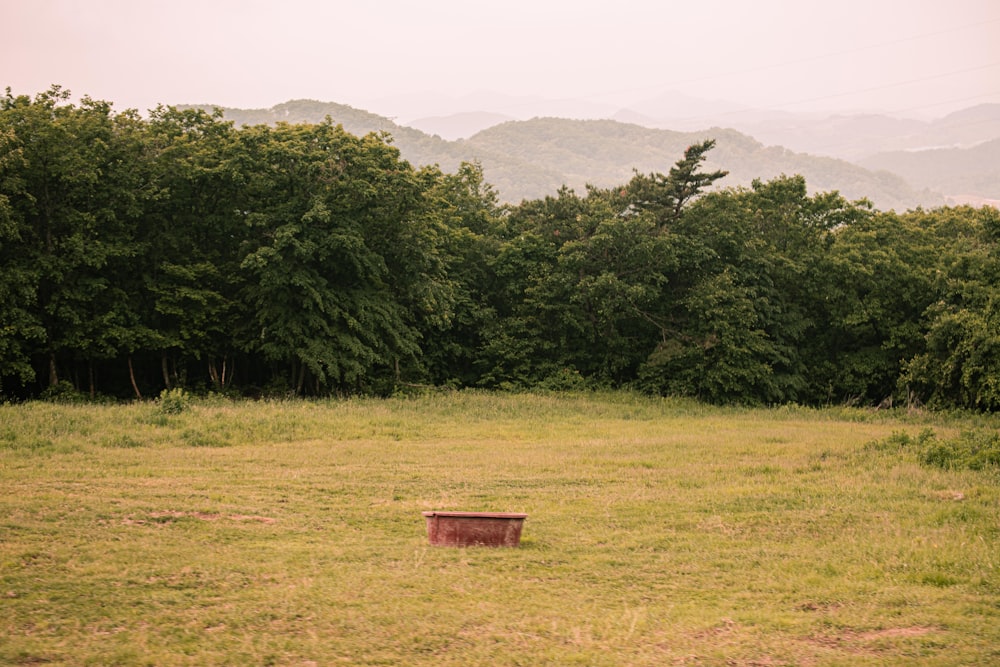 a bench in a field