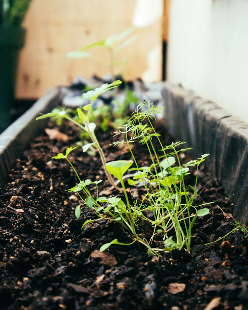 a small plant growing in a pot