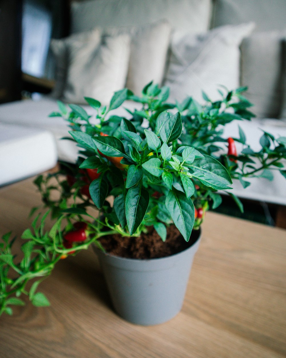 a potted plant on a table