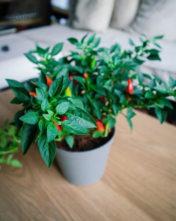 A potted plant with lush green leaves and small, colorful peppers, placed on a wooden surface. The vibrant peppers range from red to green, adding a bright contrast to the deep green foliage. The background features a blurred view of a couch, suggesting an indoor setting.